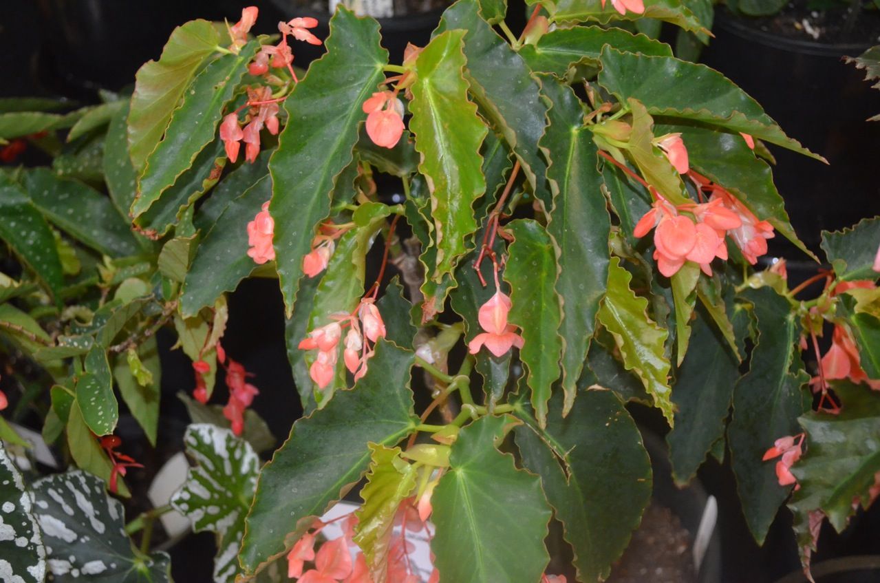 B. ‘Salmon Delight’